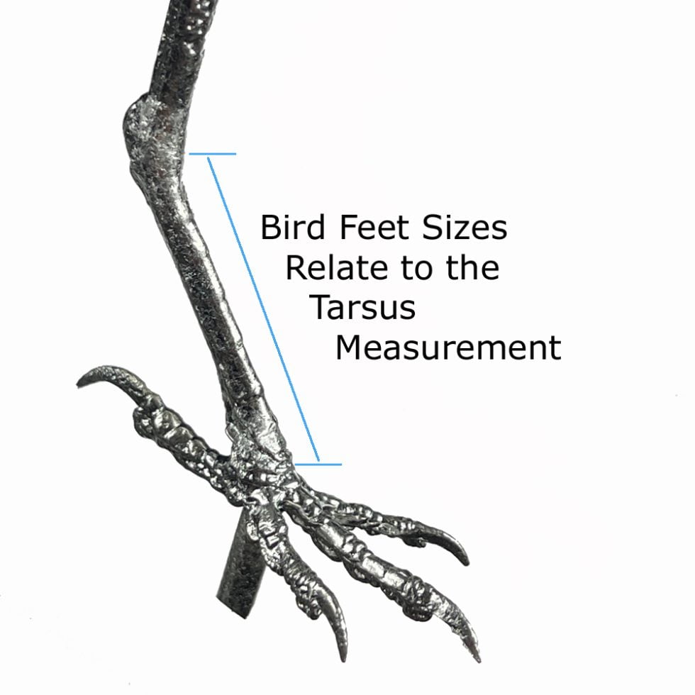 bird-feet-size-search-ottacraft